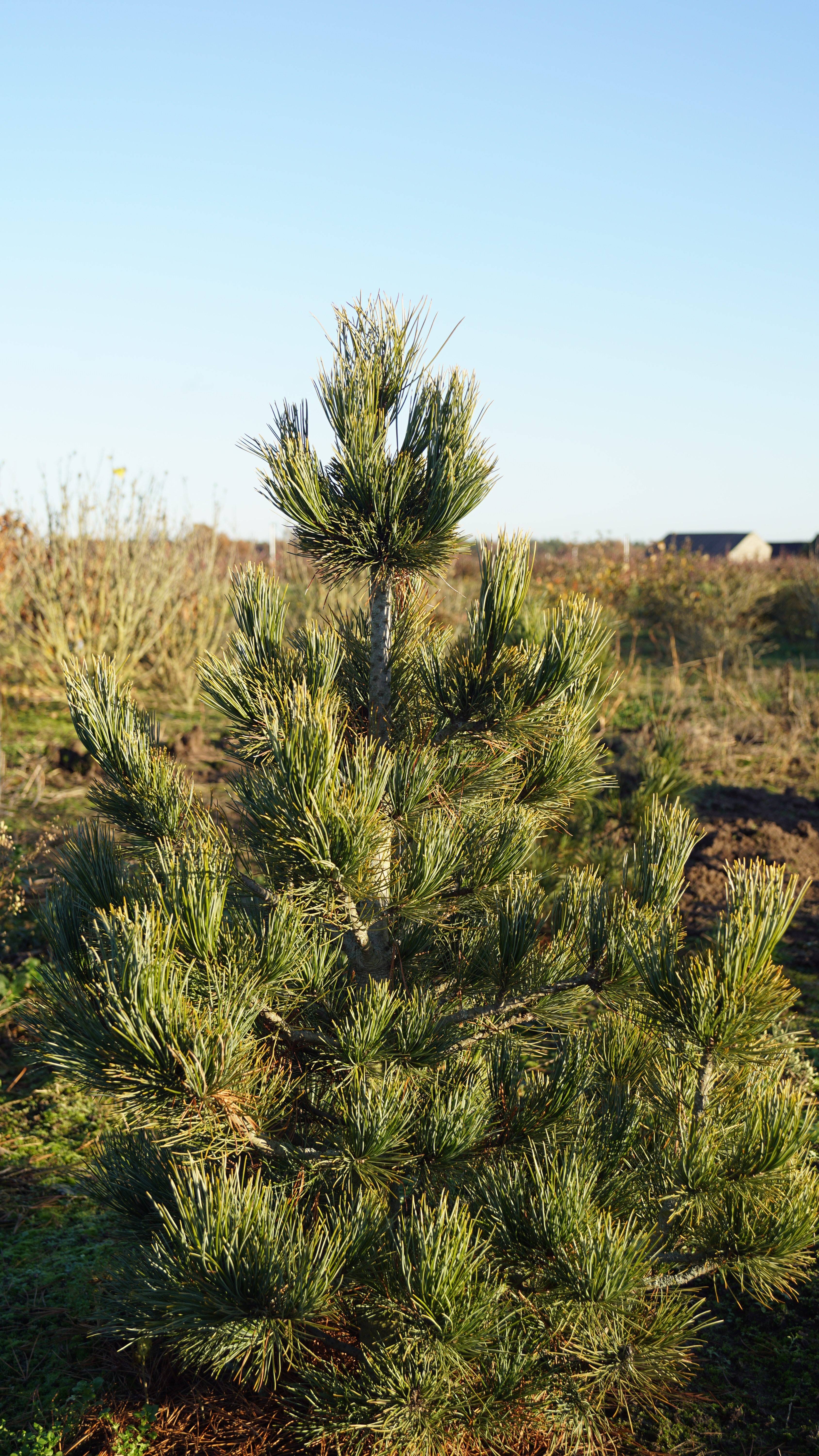 Pinus cembra (5)